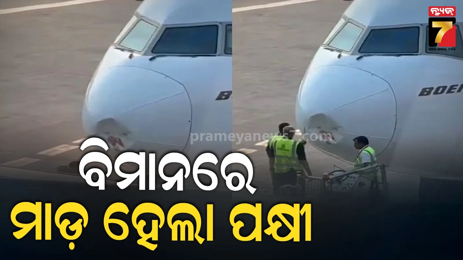 ରନଓ୍ବେରେ ବିମାନରେ ମାଡ଼ ହେଲା ପକ୍ଷୀ, ଉଡ଼ାଣ ସ୍ଥଗିତ, ଅସୁବିଧା ଭୋଗିଲେ ଯାତ୍ରୀ