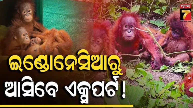 କାହିଁକି ଓଡ଼ିଶା ଆସିବ ଇଣ୍ଡୋନେସିଆ ଟିମ୍ ? ଓରାଙ୍ଗଓଟାନଙ୍କୁ ନେଇ ମିଳିବ କି ଅଧିକ ତଥ୍ୟ ?