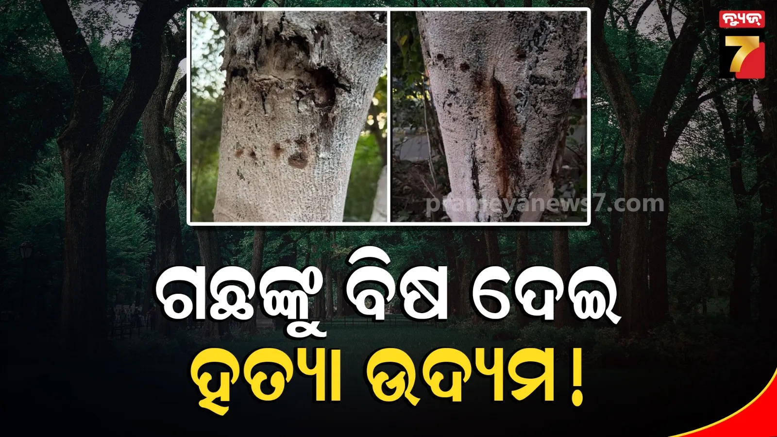 ମହାରାଷ୍ଟ୍ର ବେଲପୁରରେ ଗଛ ମାରିବାକୁ ଦିଆଯାଇଛି ବିଷ, ପ୍ରଧାନମନ୍ତ୍ରୀଙ୍କ ହସ୍ତକ୍ଷେପ ଦାବି କଲେ ପରିବେଶ କାର୍ଯ୍ୟକର୍ତ୍ତା 