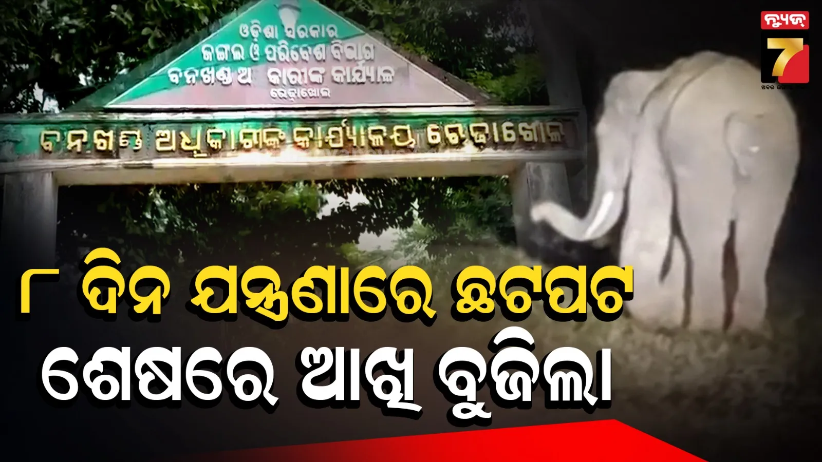 Elephant Dies