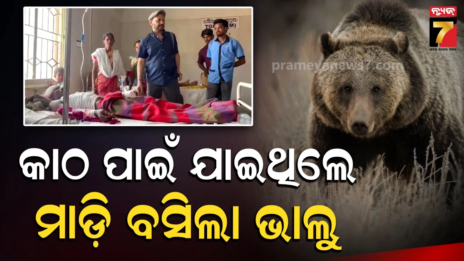 ଜାଳେଣି କାଠ ସଂଗ୍ରହ ବେଳେ ଭାଲୁର ଆକ୍ରମଣ, ଯୁବକ ଗୁରୁତର