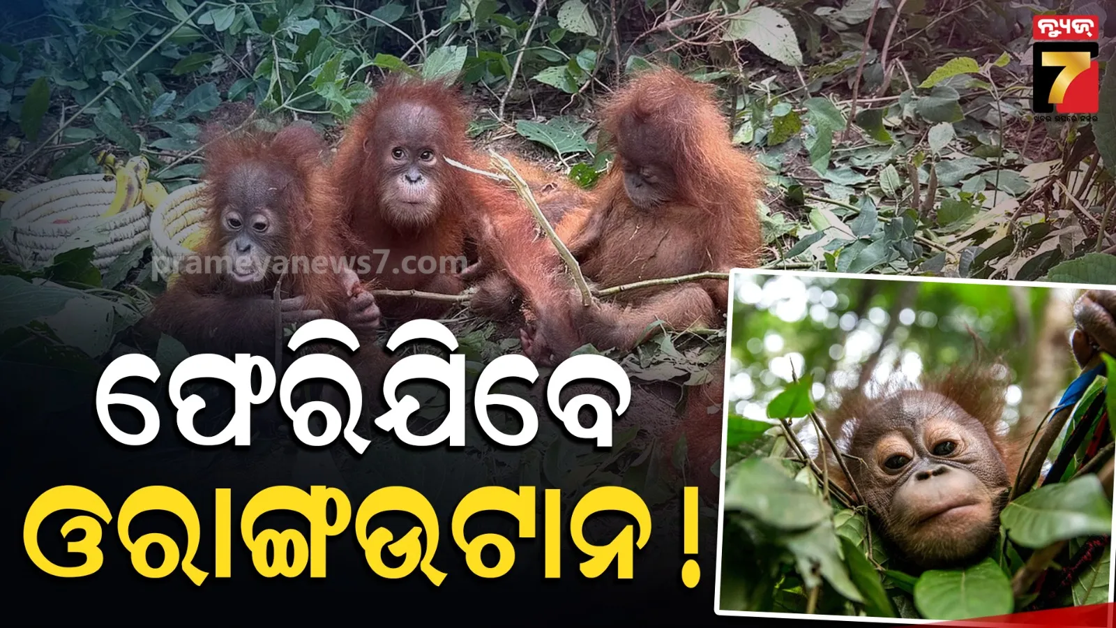 orangutans