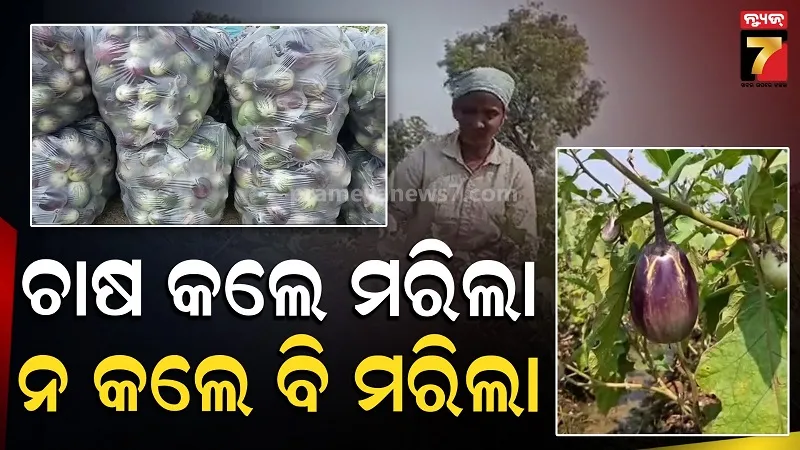 Distress Sale Hits Brinjal Farmers in Bargarh: Traders Offer Just Rs 3 to 4 Per Kg
