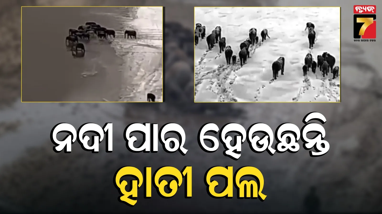 ରାତିରେ ବି ଖସିବେନି ହାତୀ, ଥର୍ମାଲ କ୍ୟାମେରାରେ ହେଉଛି ନିରୀକ୍ଷଣ