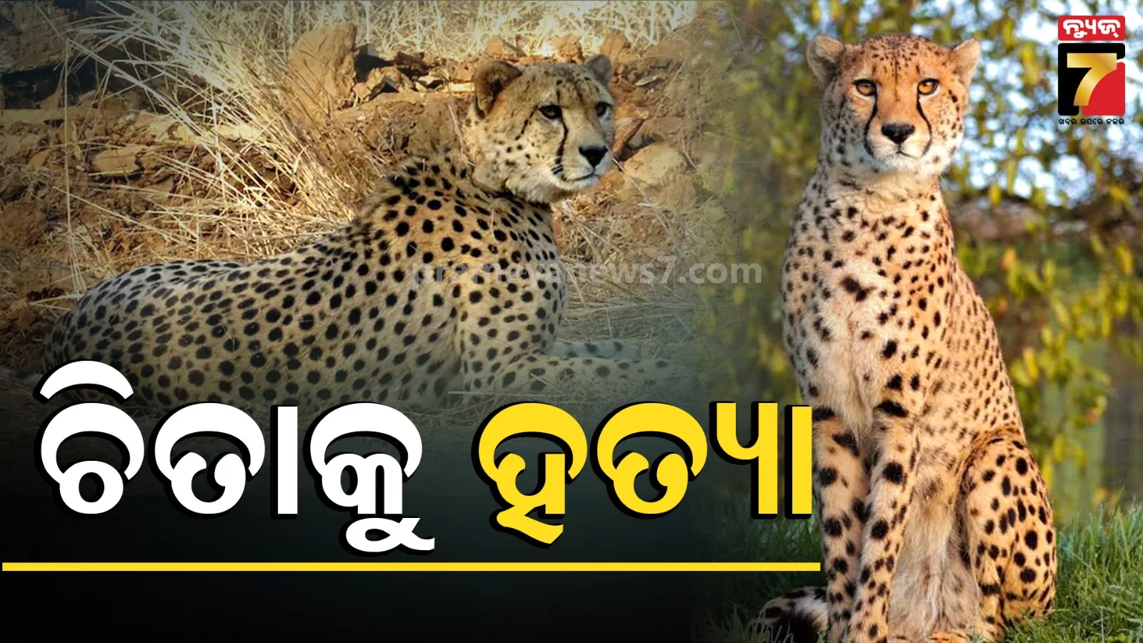 କୁନୋରେ ଚିତାକୁ ମାରିଦେଲେ ଗାଁ ଲୋକେ ! ଶରୀରରେ ବାଜିଛି ୫ ଗୁଳି