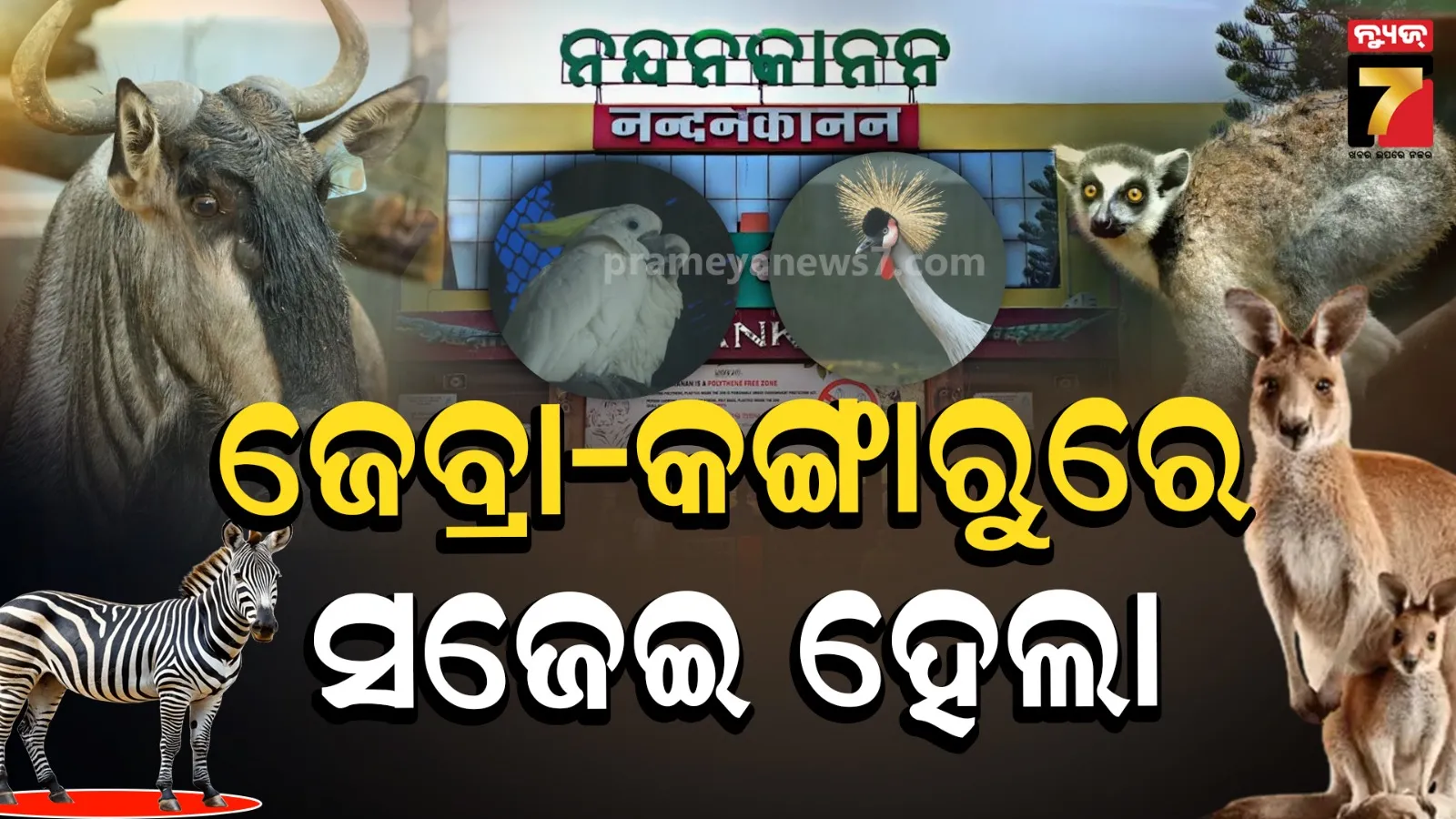 Nandankanan zoological park: ପର୍ଯ୍ୟଟକଙ୍କ ପାଇଁ ଖୁସିଖବର, ଖୁଆଡ଼ରେ ଛଡ଼ାଗଲା ୧୧ ପ୍ରଜାତିର ୩୬ ନୂଆ ଜୀବଜନ୍ତୁ