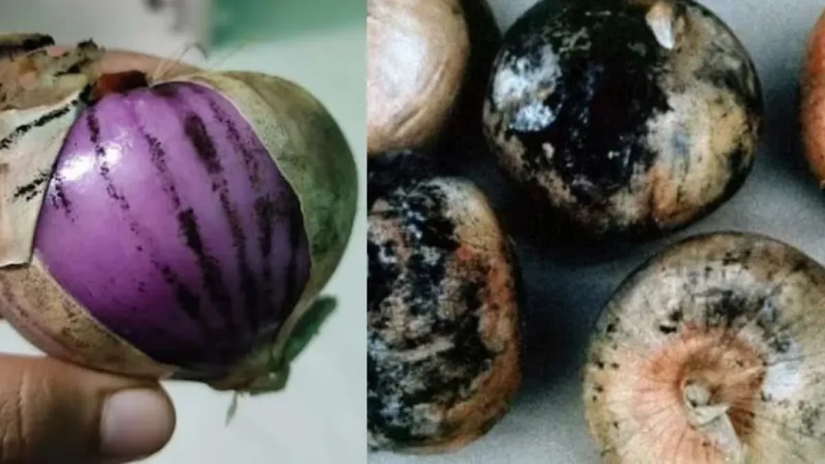 Black Fungus on Onion: Is It Safe to Eat? Know When to Use or Throw It Away