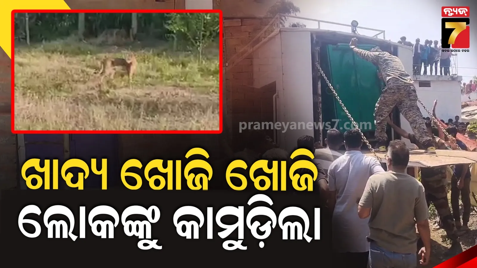 Chhatisgarh Tiger