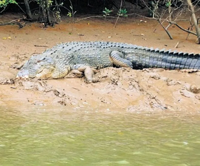 Mahanadi Crocodile Attack