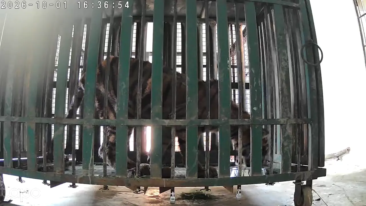 Rescued Tiger Cub Recovers