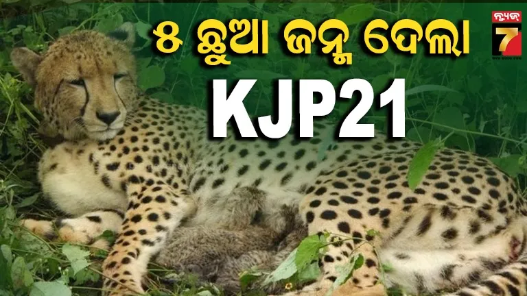 କୁନୋରୁ ଆସିଲା ଖୁସି ଖବର: ୫ ଶାବକ ଜନ୍ମ ଦେଲା ଭାରତରେ ଜନ୍ମିତ ଚିତା, ମୋଟ୍‌ ସଂଖ୍ୟା ୬୦କୁ ବୃଦ୍ଧି