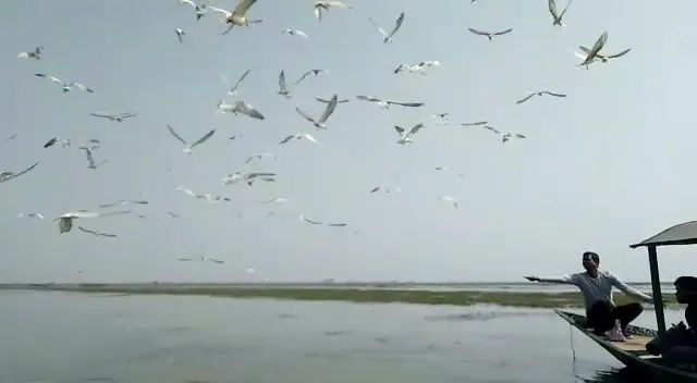 Chilika Wildlife Division Launches 24/7 Protection Campaign for Migratory Birds