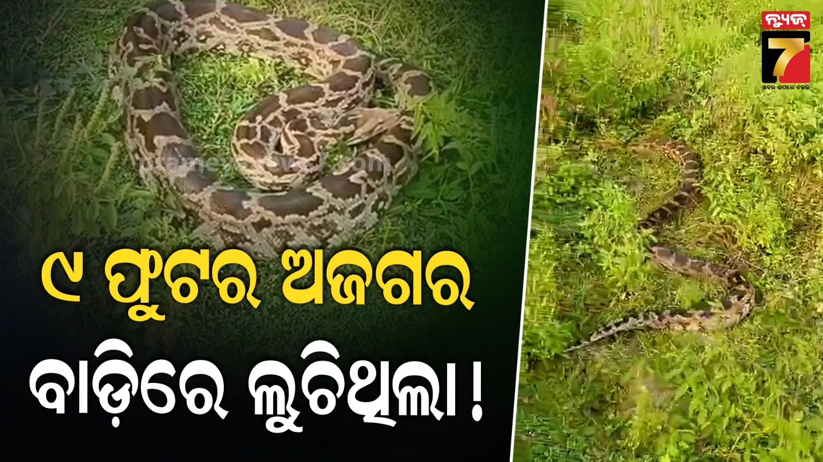 A massive python was found hiding in the backyard of a house.