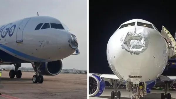 indigo