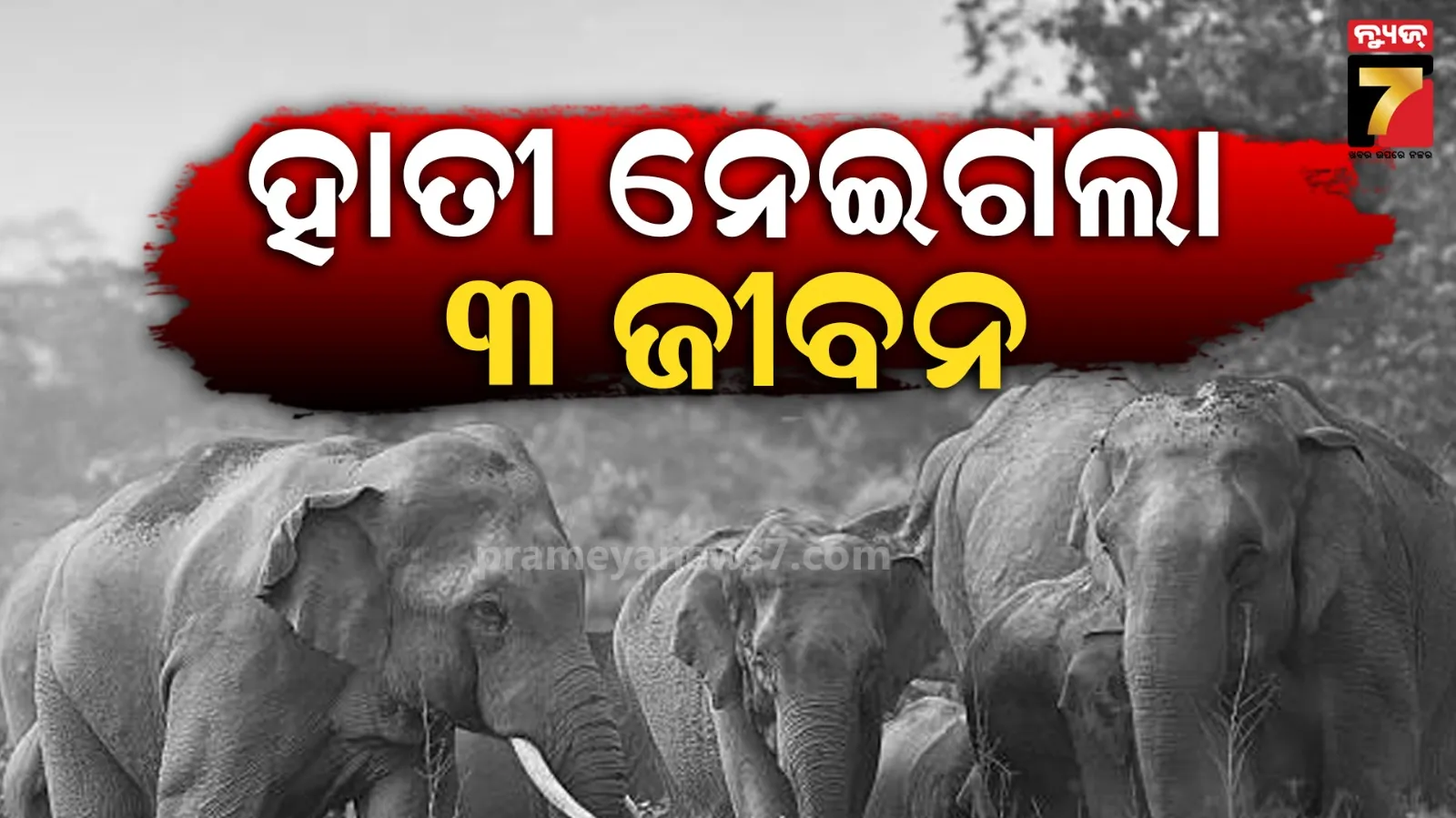 ୩ ମହିଳାଙ୍କୁ ଦଳିଦେଲେ ହାତୀପଲ, ଜାଳେଣୀ ପାଇଁ ଜଙ୍ଗଲକୁ ଯାଇଥିଲେ...