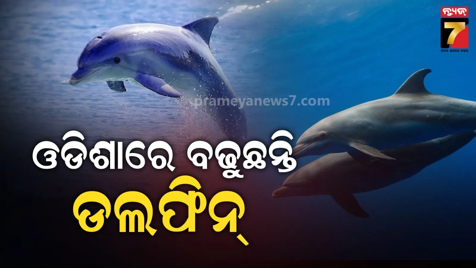 ଡଲଫିନଙ୍କୁ ସୁହାଉଛି ଓଡିଶାର ପାଣିପାଗ, ରାଜ୍ୟର ଅଛନ୍ତି ୬ ପ୍ରଜାତିର ୭୬୫ ଡଲଫିନ୍