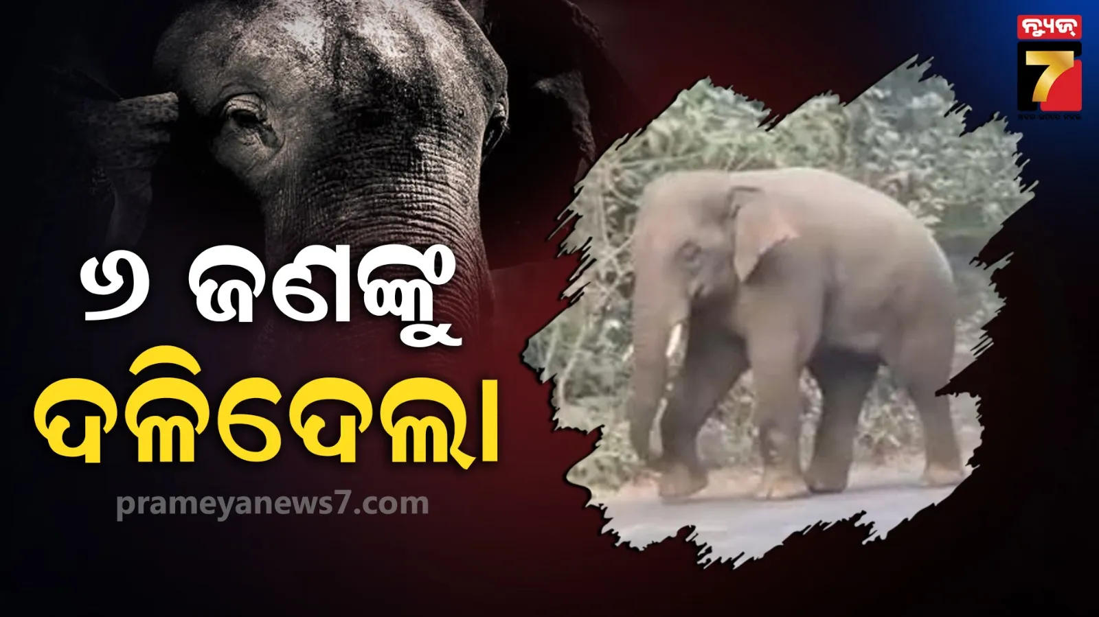  Wild Elephants In Jharkhand