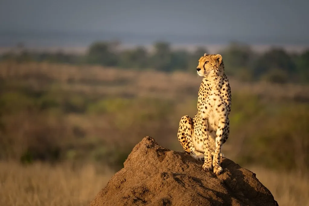 new-terrorist-group-rises-in-jammu-kashmir-trd