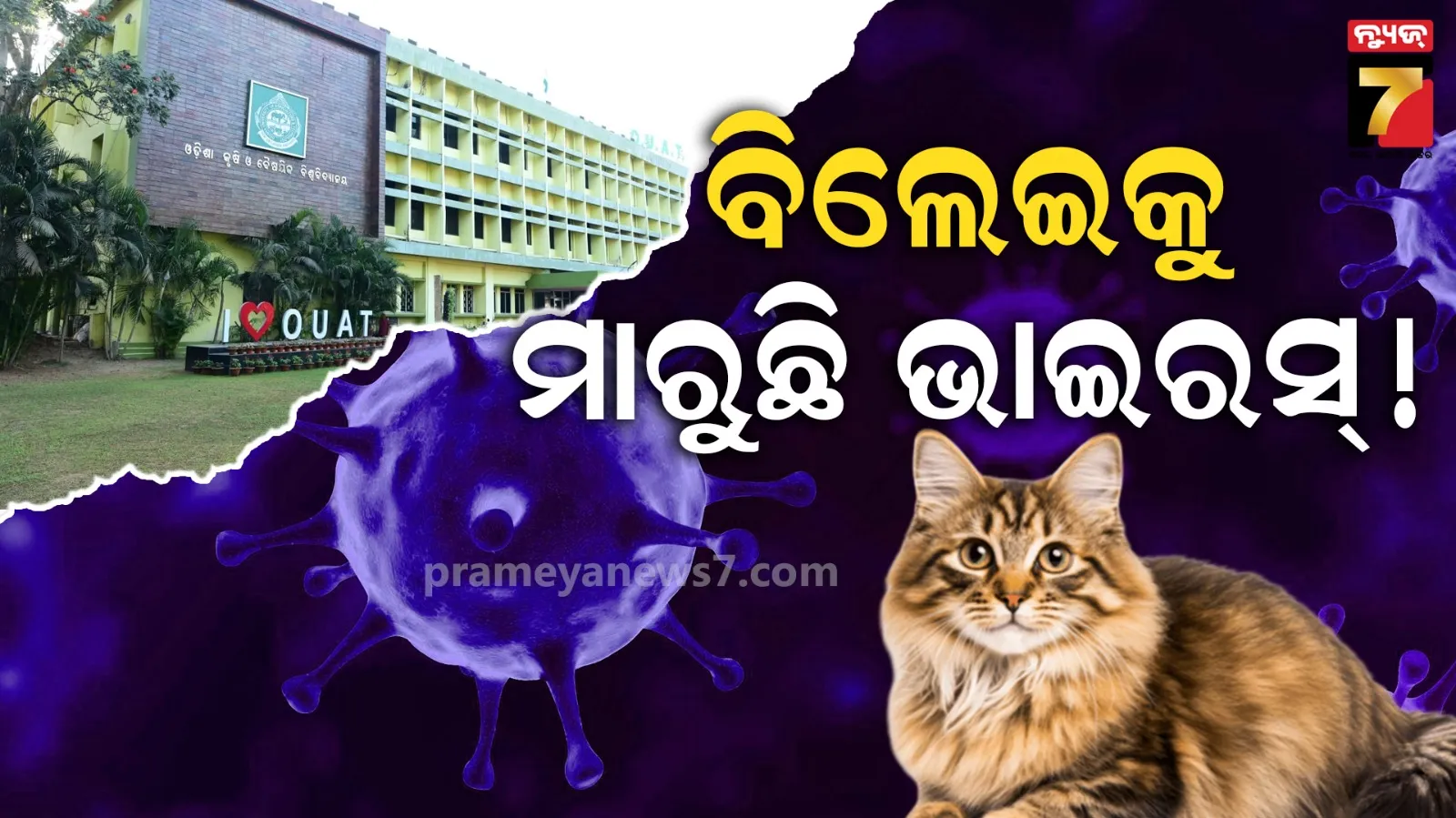 ମାତିଛି ଭାଇରସ୍ ! ବିଲେଇ ବଂଶକୁ ଖାଇଗଲାଣି ଅଜଣା ରୋଗ