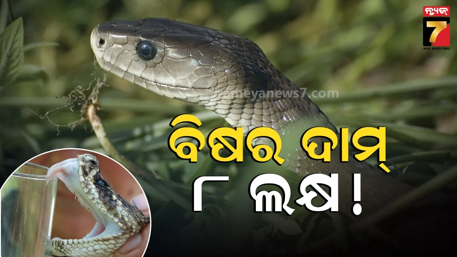 ବିଶ୍ୱର ସବୁଠାରୁ ବିଷାକ୍ତ ସାପ, ଯାହାର ବିଷ ସବୁଠାରୁ ମହଙ୍ଗା