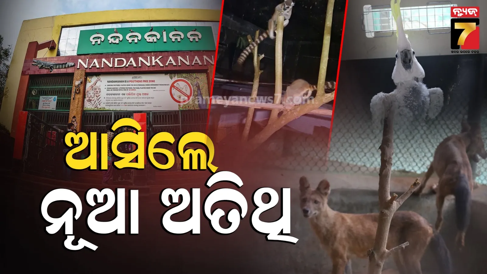 woman-rapped-in-front-of-husband-allegation-in-rajnagar-of-kendrapara