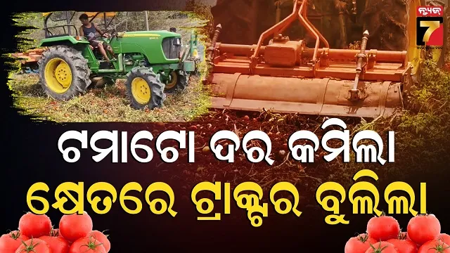 Tamato price down: ମାର୍କେଟରେ ଖିଲି ଖିଲି ହସୁଛି, ହେଲେ ଚାଷୀ କିନ୍ତୁ କାନ୍ଦୁଛି 