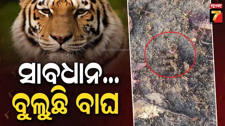 ଯୋଗିଯୋଗୀଆଣୀ ପାହାଡ଼ରେ ବୁଲୁଛି ମହାବଳ ବାଘ, ଭୟରେ ସ୍ଥାନୀୟ ଲୋକେ ! 