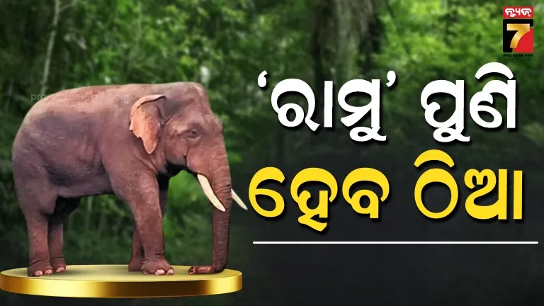 ଗୋଡ଼ିବାରୀରେ ଡିସ୍‌ପ୍ଲେ ହେବ ‘ରାମୁ’ କଙ୍କାଳ, ଚନ୍ଦକା ଜଙ୍ଗଲର ଥିଲା ସବୁଠୁ ବିଶାଳ ଓ ପୁରୁଣା ହାତୀ 