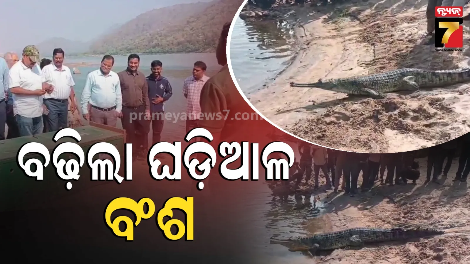 Gharial: ମହାନଦୀରେ ବୃଦ୍ଧି ହେଲା କୁମ୍ଭୀର ବଂଶ, ଛଡ଼ାଗଲା ୧୨ ଘଡ଼ିଆଳ କୁମ୍ଭୀର