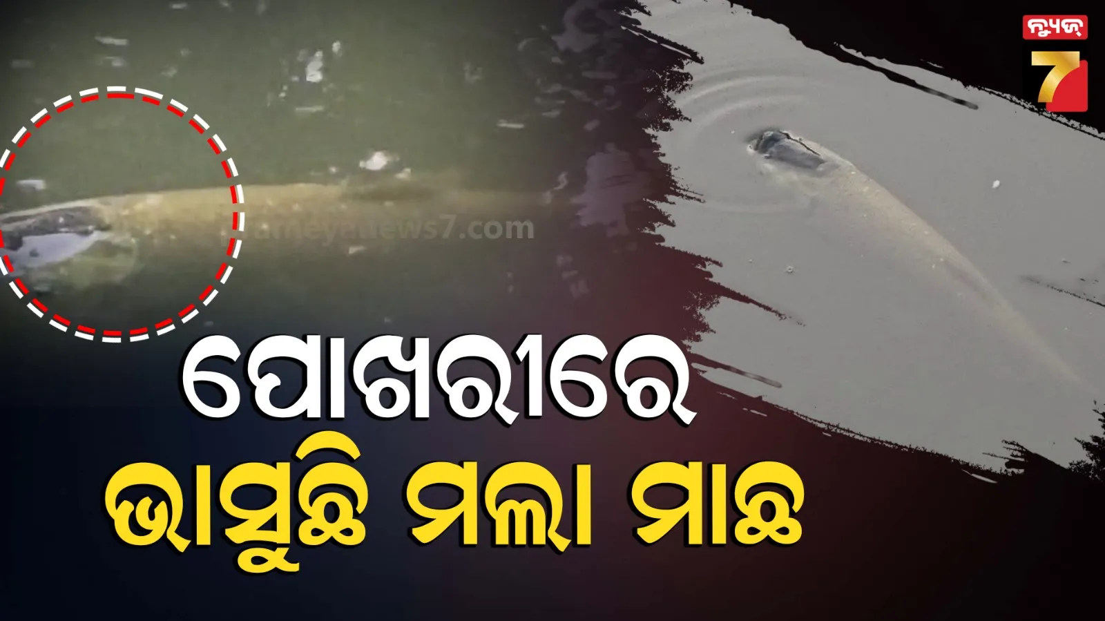 police-arrest-five-person-in-berhmapur