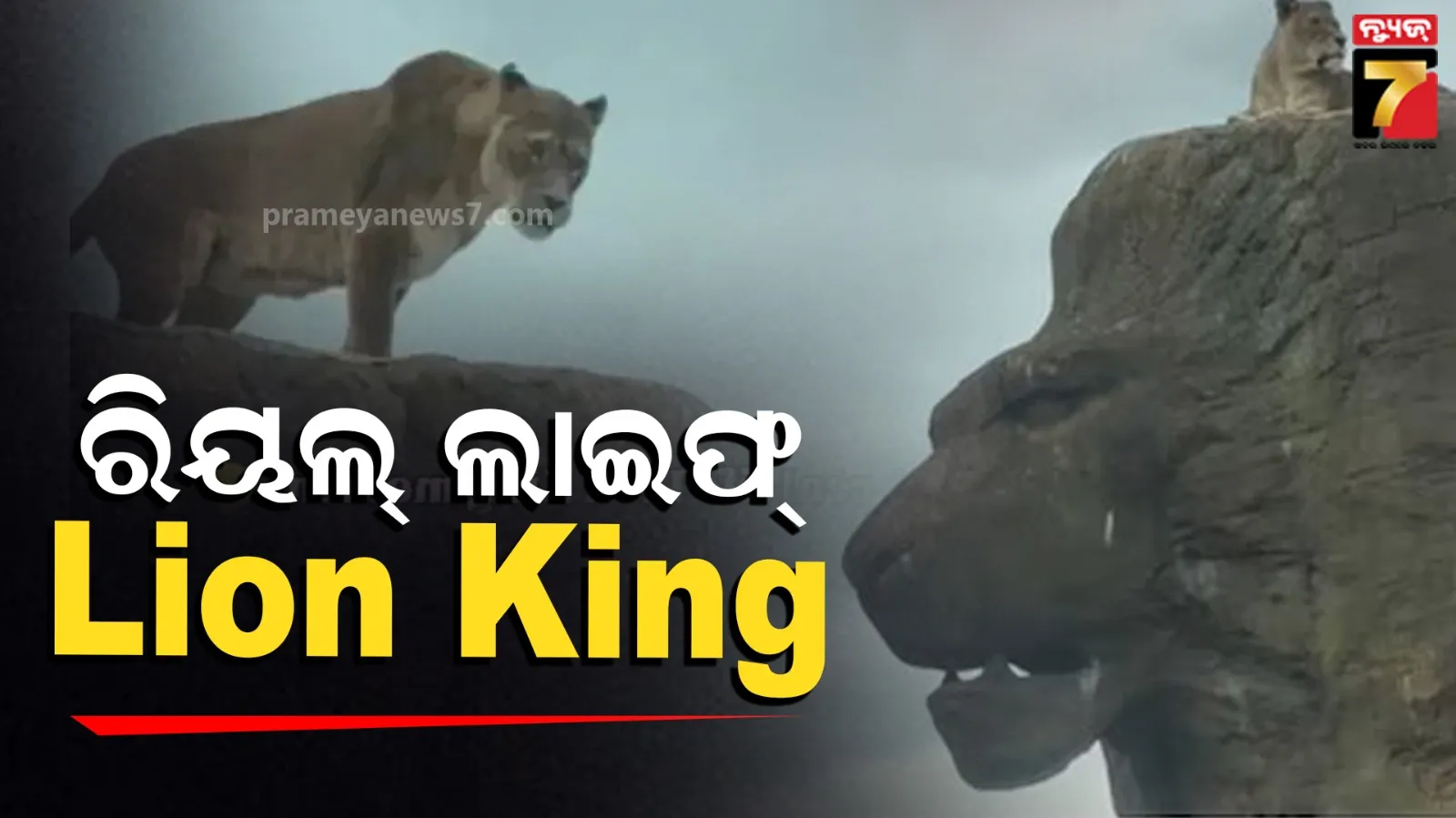 ଜଙ୍ଗଲରେ ରିକ୍ରିଏଟ୍ ହେଲା ‘The Lion King’; ରିୟଲ୍ ଲାଇଫ୍ ‘ସିମ୍ବା’ ମୁମେଣ୍ଟ