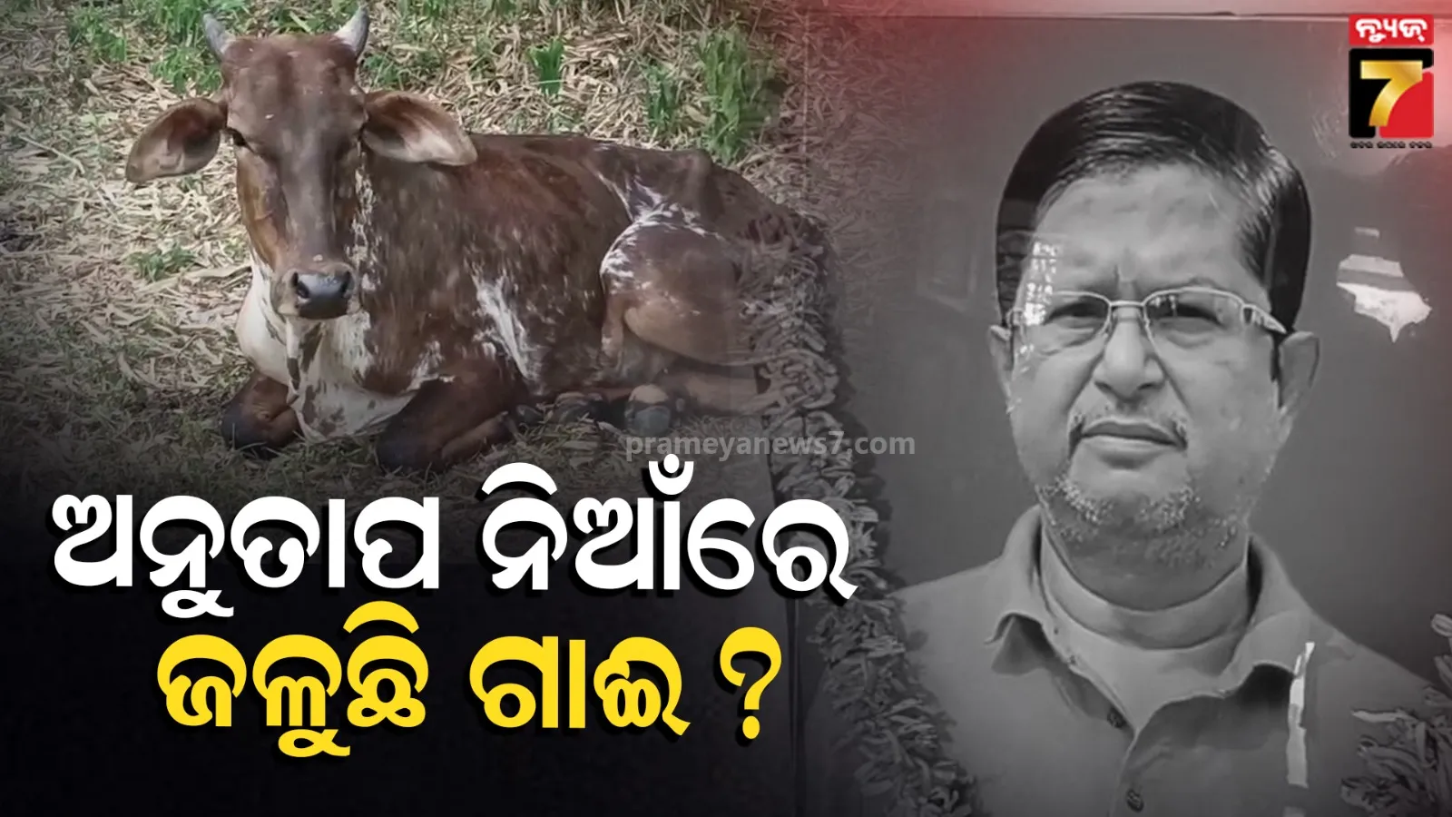 ସ୍ନେହରେ ବଡ଼ କରିଥିଲେ ମାଲିକ, ପରଲୋକ ପରେ ୧୩ ଦିନ ହେଲା ନଖାଇ ଝୁରୁଛି ଗାଈ