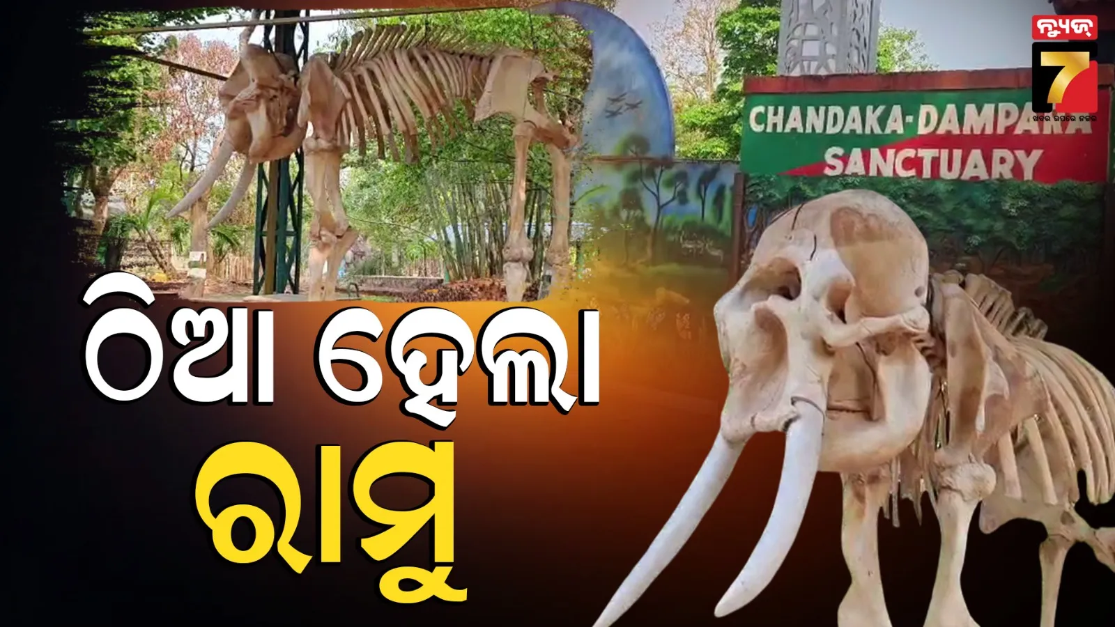 Ramu Elephant Skeleton Chandaka: ପୁଣି ଠିଆ ହେଲା ଦନ୍ତା ହାତୀ ରାମୁ: ଗୋଡିବାରି ନେଚର୍ କ୍ୟାମ୍ପରେ ସରିଲା କଙ୍କାଳର ଢାଞ୍ଚା ପ୍ରସ୍ତୁତି