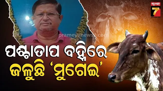 strange cow incident