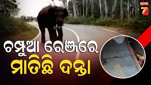 ଚମ୍ପୁଆ ରେଞ୍ଜରେ ଗୋଠଛଡ଼ା ଦନ୍ତାର ଉପଦ୍ରବ, ଭାଙ୍ଗିଲା ଘର, ଖାଇଗଲା ଧାନଚାଉଳ