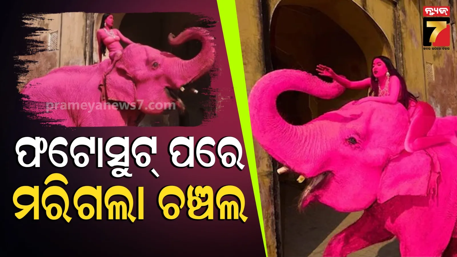 Jaipur pink elephant death