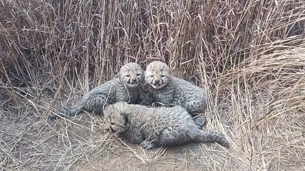 tiger cub