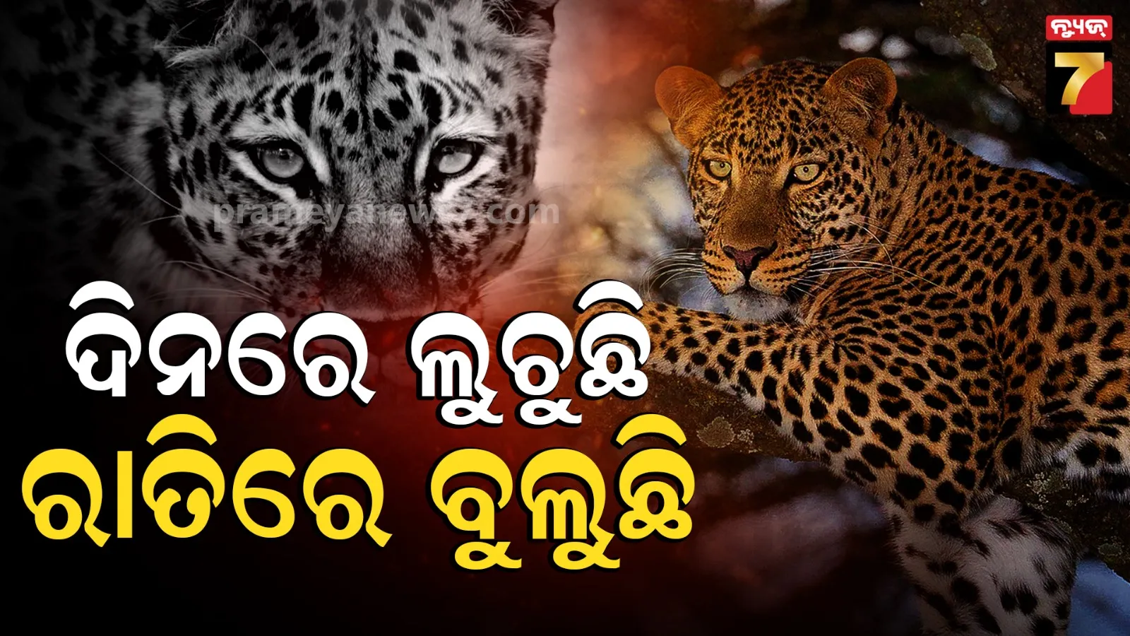 Tiger Fear :  ଦିନରେ ଲୁଚୁଛି, ରାତିରେ ବୁଲୁଛି ବାଘ ; ଡ୍ରୋନ୍ କ୍ୟାମେରାରୁ ମିଳିଲା ଚିତ୍ର