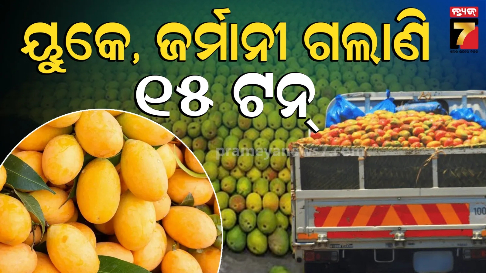 Dhenkanal Mango : ଢେଙ୍କାନାଳରେ ଆମ୍ବର ଭାରି ଚାହିଦା, ବିଦେଶ ଗଲାଣି ୧୫ଟନ୍ ଆମ୍ବ