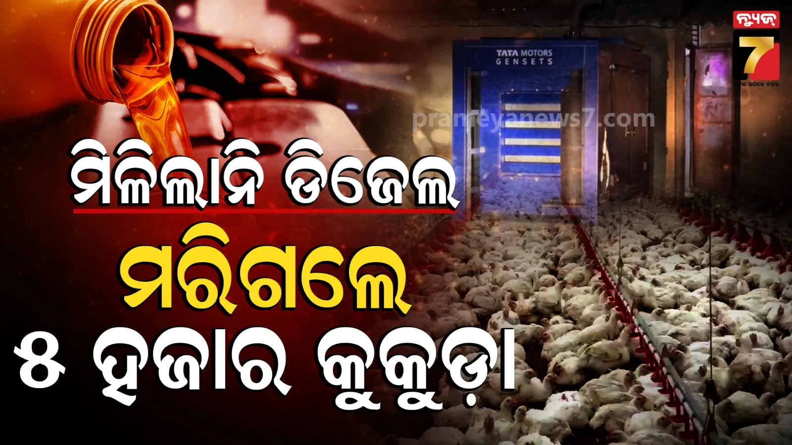 Oil Crisis: ମିଳିଲାନି ପେଟ୍ରୋଲ, ଚାଲିଗଲା ୫ ହଜାରରୁ ଅଧିକ କୁକୁଡ଼ାଙ୍କ ଜୀବନ