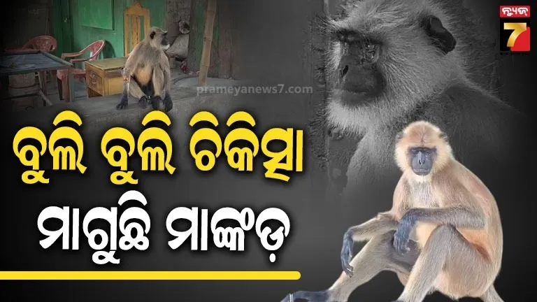 Injured Monkey Seek Medical Help in Nilgiri