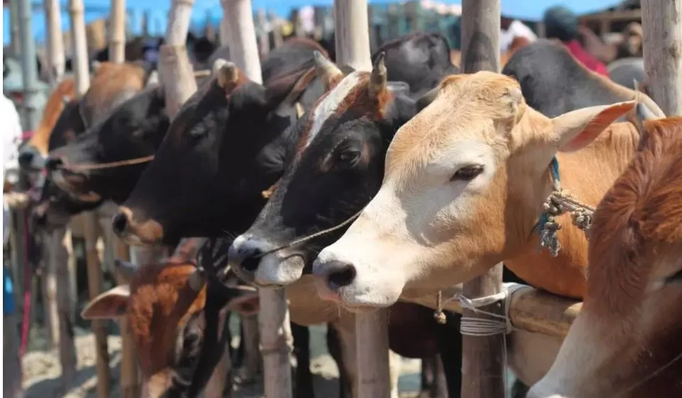 Bengal Cattle Slaughter Crackdown Before Eid