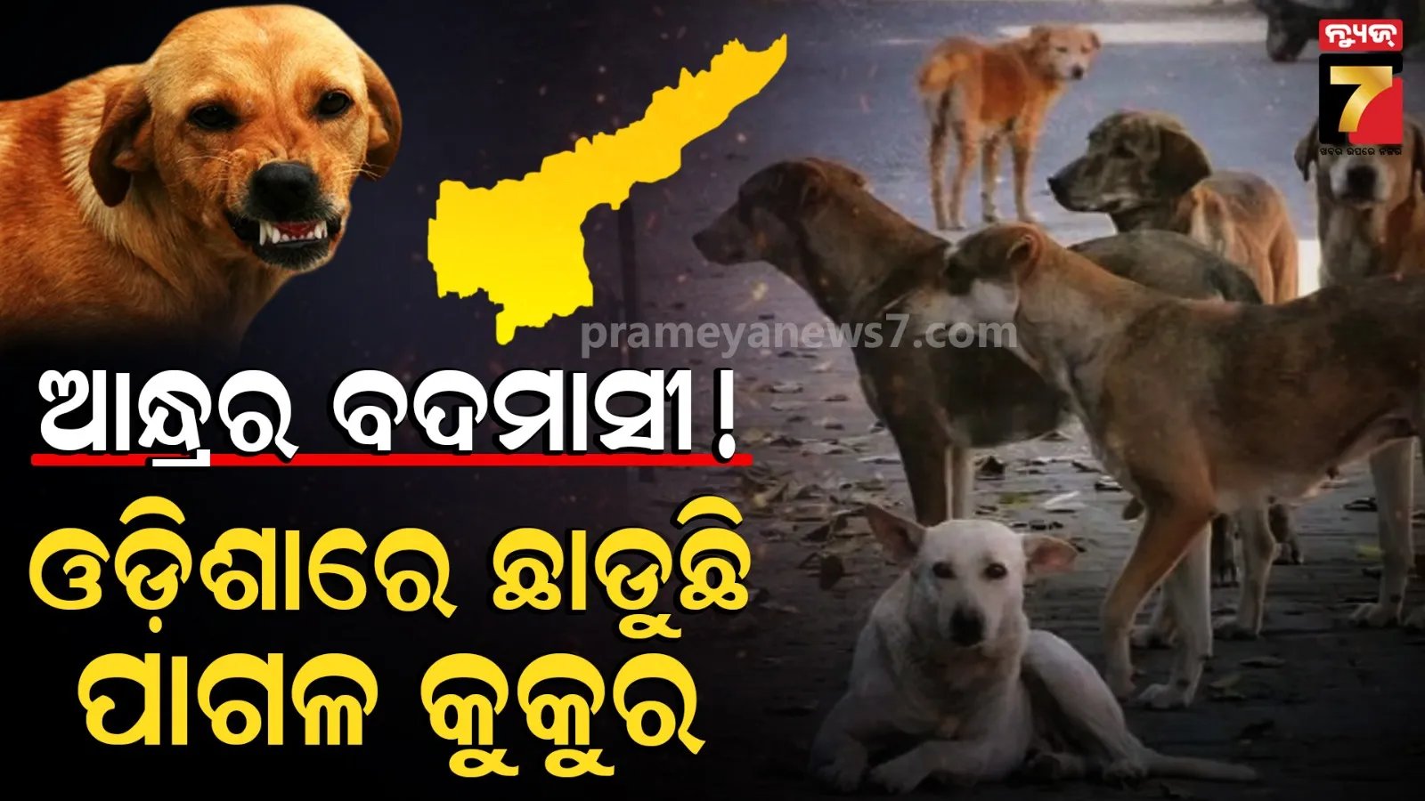 ଆନ୍ଧ୍ରର ପାଗଳ କୁକୁର ଓଡ଼ିଶାରେ, ଲୋକେ ଆତଙ୍କିତ ! ଆଇନଜୀବୀ କହିଲେ ଲାଗିବ ଦଫା