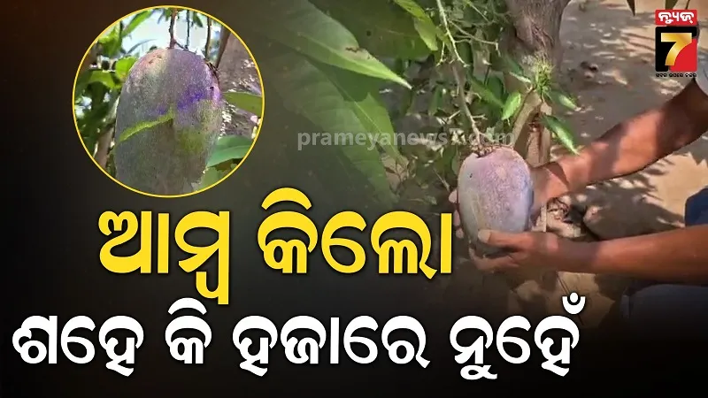ମାଲକାନଗିରିର ମିୟାଜାକି ଆମ୍ବ, ଦାମ୍ ଶୁଣିଲେ ହୋସ୍ ଉଡ଼ିଯିବ 