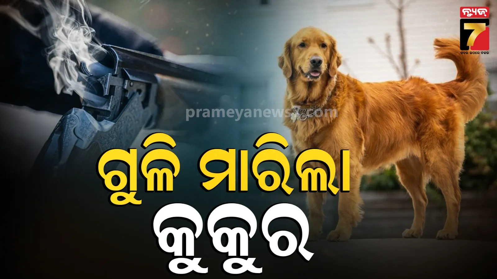 dog gun
