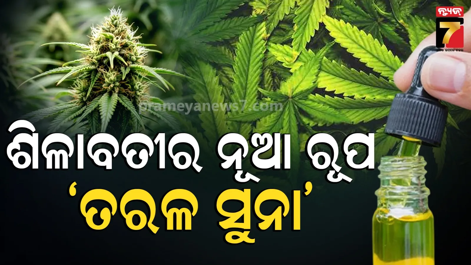 Cannabis