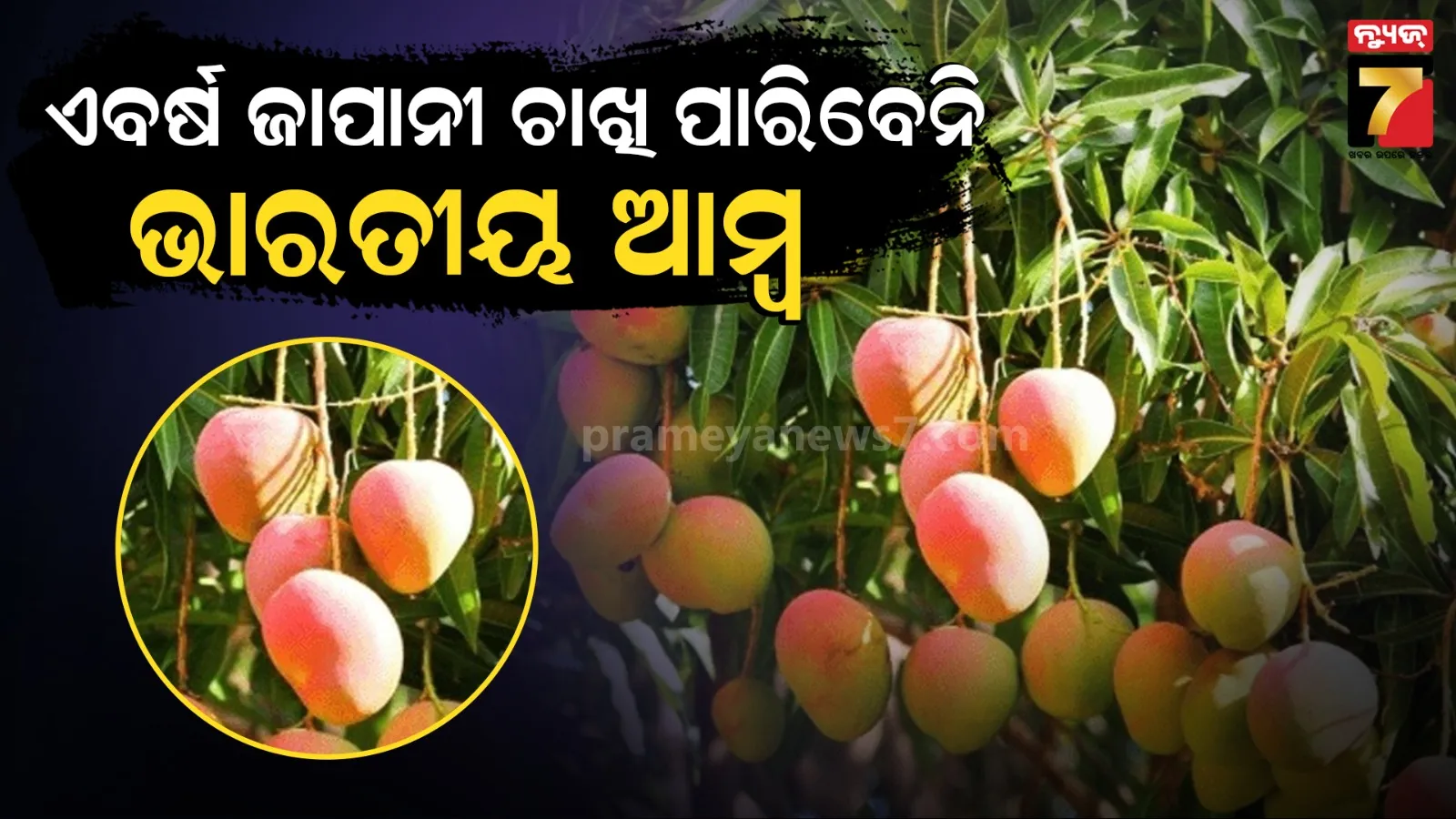 ଜାପାନରେ ଭାରତୀୟ ଆମ୍ବ  ବ୍ୟାନ୍, ଜାଣନ୍ତୁ ଜାପାନୀଙ୍କ ପସନ୍ଦ କ’ଣ?