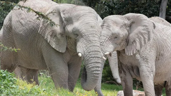 elephant