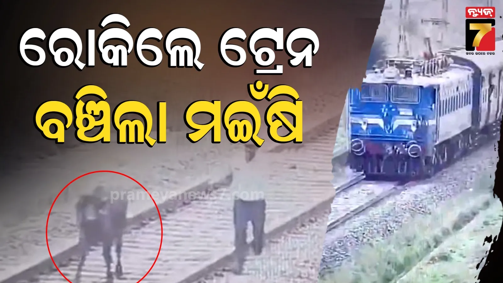 Loco Pilot saves animal life