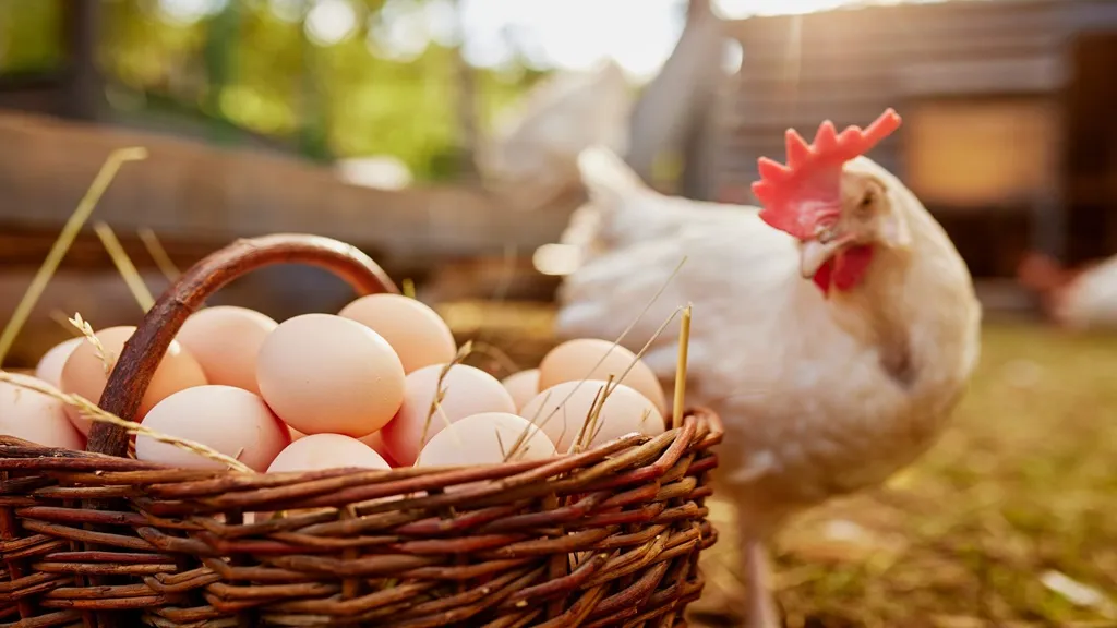 egg price